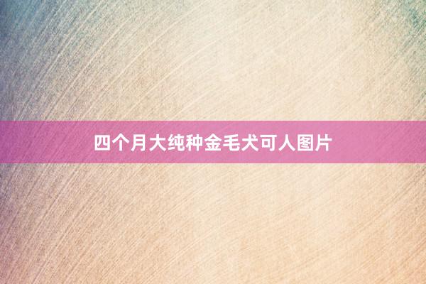 四个月大纯种金毛犬可人图片